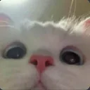ola