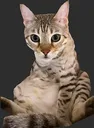 georgesit