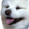 chenzRoll
