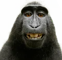 monke