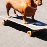 dogSkate