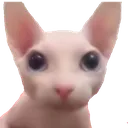 bingus
