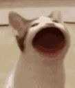 popcat