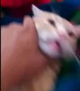 killcat killcat