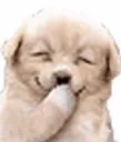 hihi