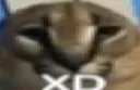 xd