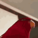 redparrotmeme Discord Emoji