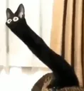 distortedcat distortedcat