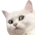 CatConcern
