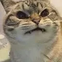 Angrycat angrycat Discord Emoji