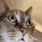 catPanic