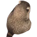 angyracc