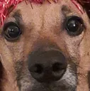 ShookChico