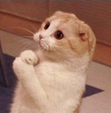 cb_cat_beg Discord emoji