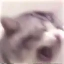 cat_scream