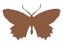 na_brownbutterfly