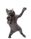 dancingcat