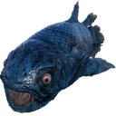 Poorcoel