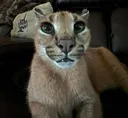 flopstare flopstare