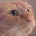 Catwtf catwtf Discord Emoji