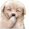 JN_DoggoGiggle