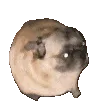 pugDance
