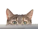 MokaWatching