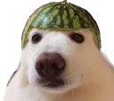 doog