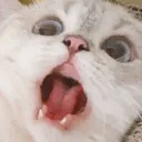 catshok Discord Emoji