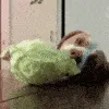 Lettucedog
