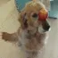 appledog appledog