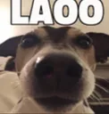 laoo laoo