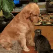 Dogpatcat