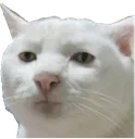 serious_cat