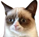 grumpycathappy
