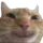 cattohappy