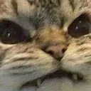 OGAngryCat Discord Emoji