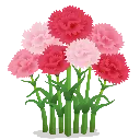 carnation