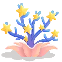 star_coral