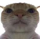 :catcot1:
