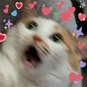 uwaacat