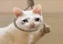suiside_1 suiside_1