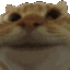 :stare_yes:
