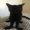 wht
