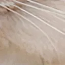 cat33
