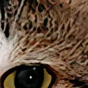 cat13