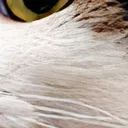 cat23