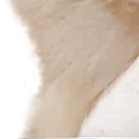 cat31
