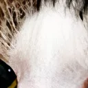 cat12