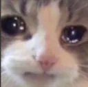 sad_cat